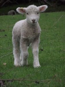 Cute white lamb