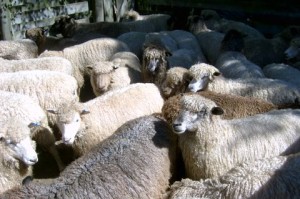 Full-fleece sheep in yards