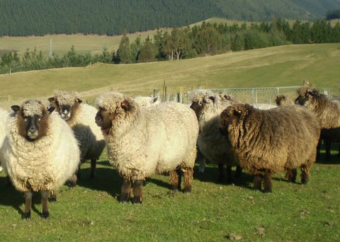 Full Fleece Sheep - Fleecewood Farm