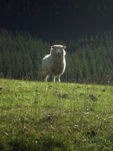 Sheep with halo