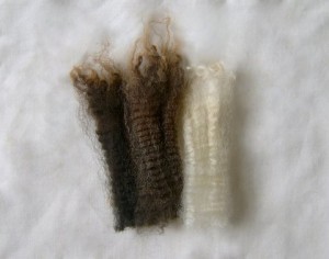 Typical New Zealand Halfbred fleece locks showing colour range and crimp