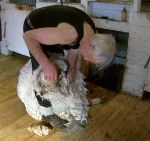 Shearing