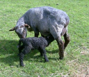 Ewe with lamb