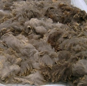 Washed fleece laid out to dry