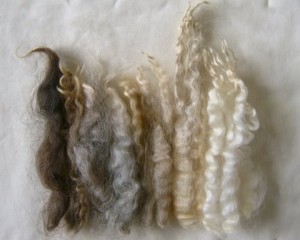 Typical English Leicester fleece locks showing colour range and crimp