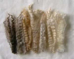 Typical Fleecewood Leicester fleece locks showing colour range and crimp