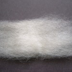 White English Leicester Sliver